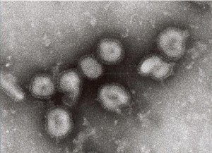 virus1[1]